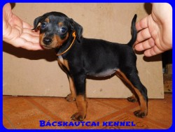 Bcskautcai Csenge
