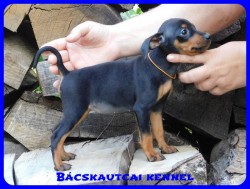 Bcskautcai Csenge