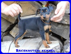 Bcskautcai Csenge