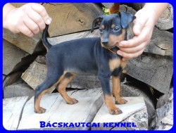Bcskautcai Csenge