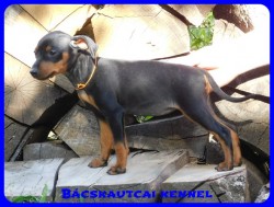 Bcskautcai Csenge