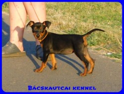 Bcskautcai Csenge