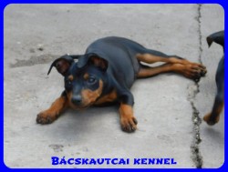 Bcskautcai Csenge