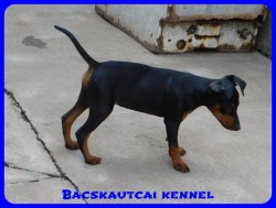 Bcskautcai Csenge