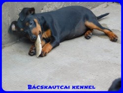 Bcskautcai Csenge