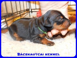 Bcskautcai Cserfes Ropi