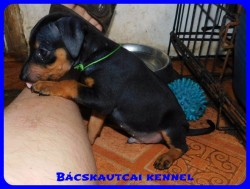 Bcskautcai Cserfes Ropi