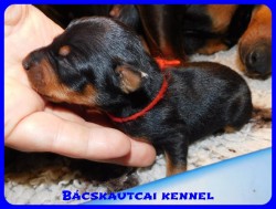 Bcskautcai Csinszka