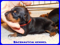 Bcskautcai Csinszka