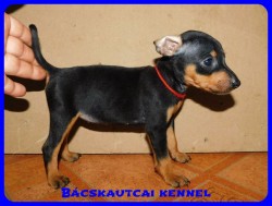 Bcskautcai Csinszka