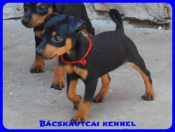 Bcskautcai Csinszka