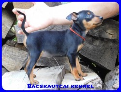 Bcskautcai Csinszka