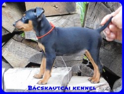 Bcskautcai Csinszka
