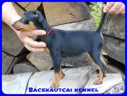Bcskautcai Csinszka