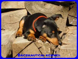 Bcskautcai Csinszka