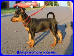 Bcskautcai Csinszka