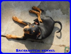 Bcskautcai Csinszka