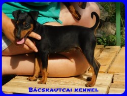 Bcskautcai Csinszka