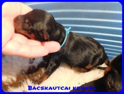 Bcskautcai Csoki