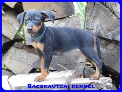 Bcskautcai Csoki