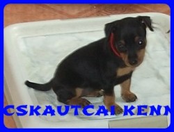 Bcskautcai Dacos
