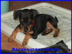 Bcskautcai Dacos