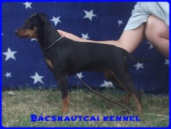 Bcskautcai Daisy