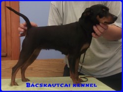 Bcskautcai Daisy