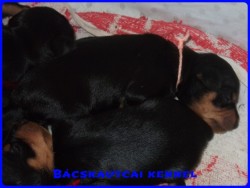 Bcskautcai Daisy