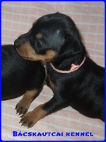Bcskautcai Daisy