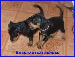 Bcskautcai Daisy