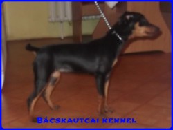 Bcskautcai Daisy