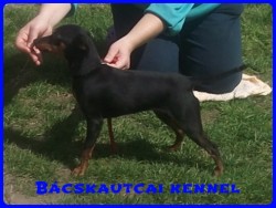 Bcskautcai Daisy