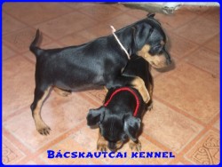 Bcskautcai Daisy