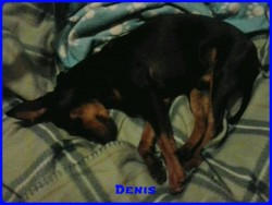 Denis