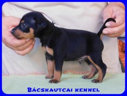 Bcskautcai Demir Nico