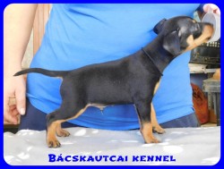 Bcskautcai Demir Nico