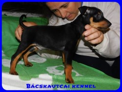 Bcskautcai Demir Nico