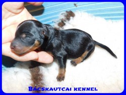 trpe pinscher D-alom