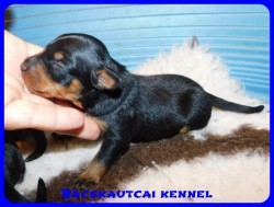 trpe pinscher D-alom