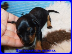 trpe pinscher D-alom