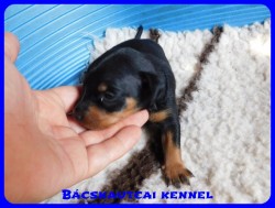 trpe pinscher D-alom