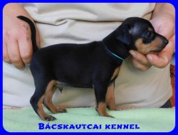 Bcskautcai Dont