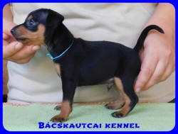 Bcskautcai Dont