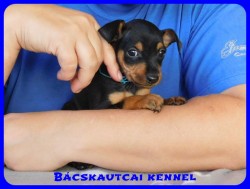 Bcskautcai Dont