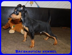 Bcskautcai Dont