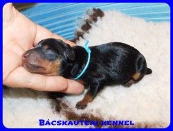 trpe pinscher D-alom