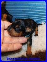 trpe pinscher D-alom