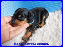 trpe pinscher D-alom