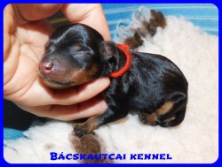 trpe pinscher D-alom